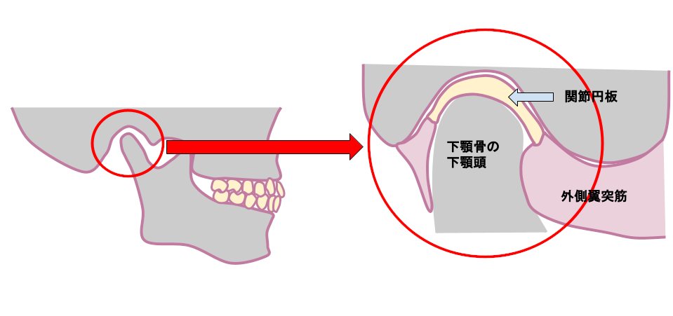 顎関節の構造