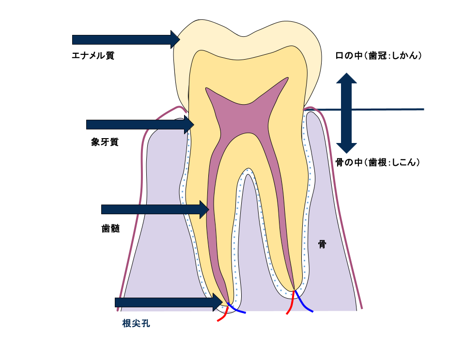 歯の構造